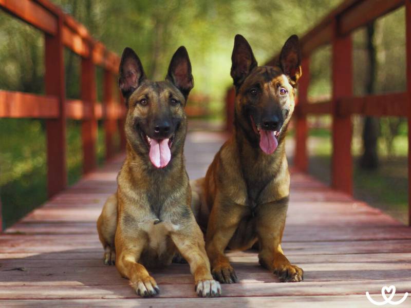 Plemeno-belgicky-ovcak-malinois (5)